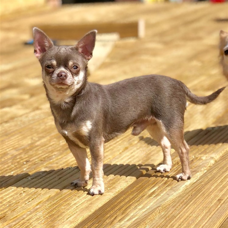 Animal Dog Male Bloodline Chihuahua Adult Short Coat: Buster Tinytchi Mini Mylo