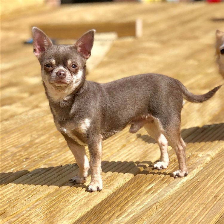 Lilac and tan chihuahua 2025