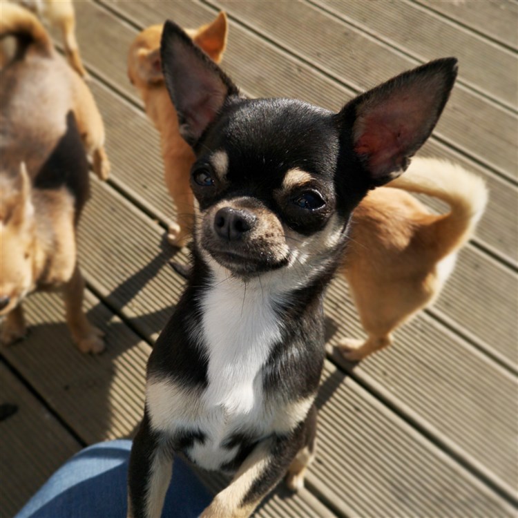Animal Dog Chihuahua Adult Short Coat Male Studding: Jericho GlamChi Dark Stalker