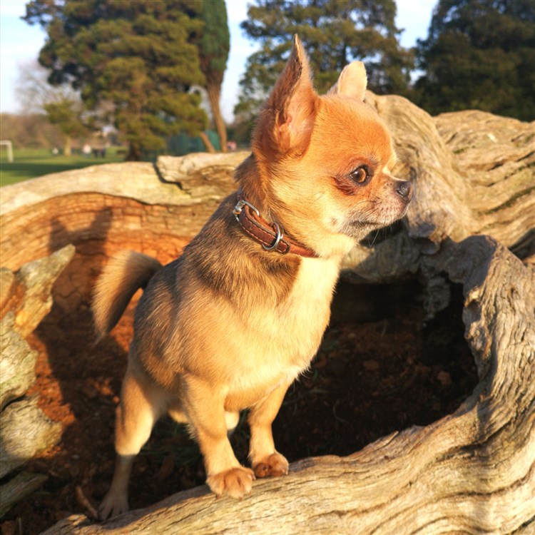 Animal Dog Male Bloodline Chihuahua Adult Short Coat: Yoda GlamChi Platinum Peak