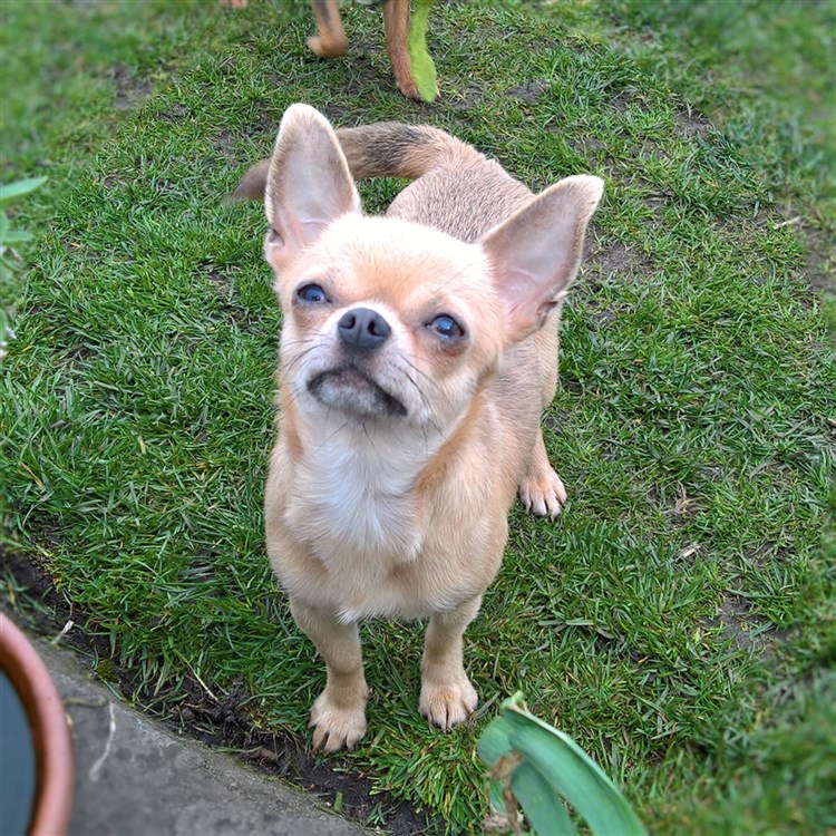 Animal Dog Chihuahua Adult Short Coat Female Pet: Saffi GlamChi Blazing Sapphire