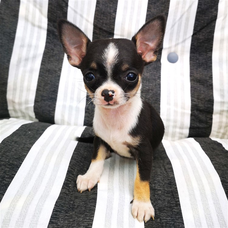 Animal Dog Chihuahua Puppy Short Coat Female Pet: Margot GlamChi Jessica Jones