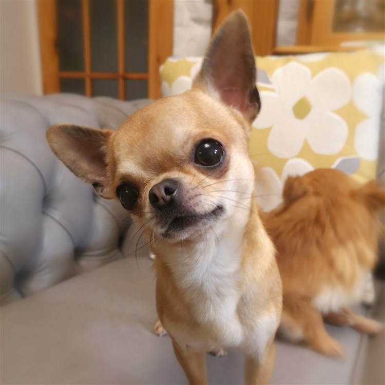 Animal Dog Chihuahua Adult Short Coat Male Studding: Loki GlamChi Riddling Sphinx