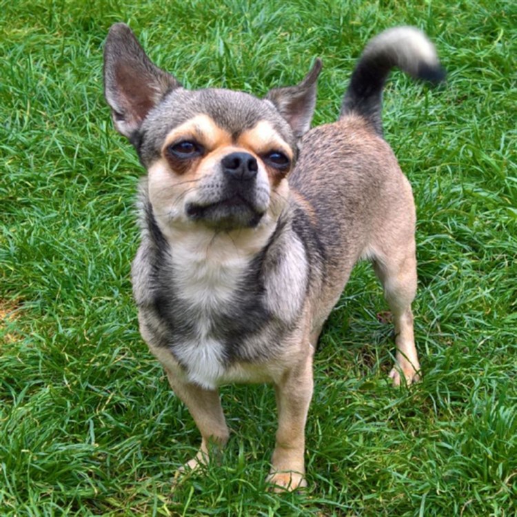 Animal Dog Male Bloodline Chihuahua Adult Short Coat: Charlie Somergemz Tillari Solo GlamChi