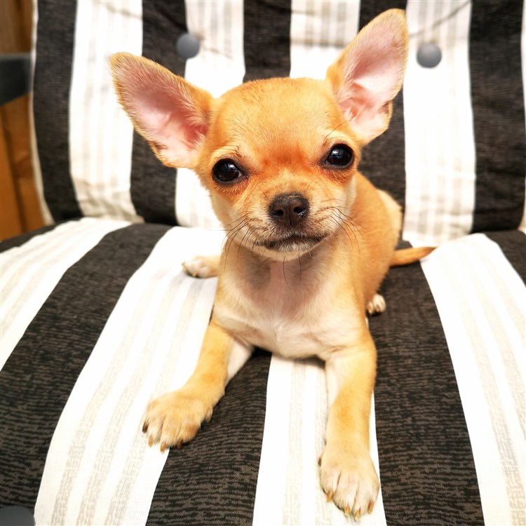 Animal Dog Chihuahua Puppy Short Coat Female Pet: Mindy GlamChi Jean Grey
