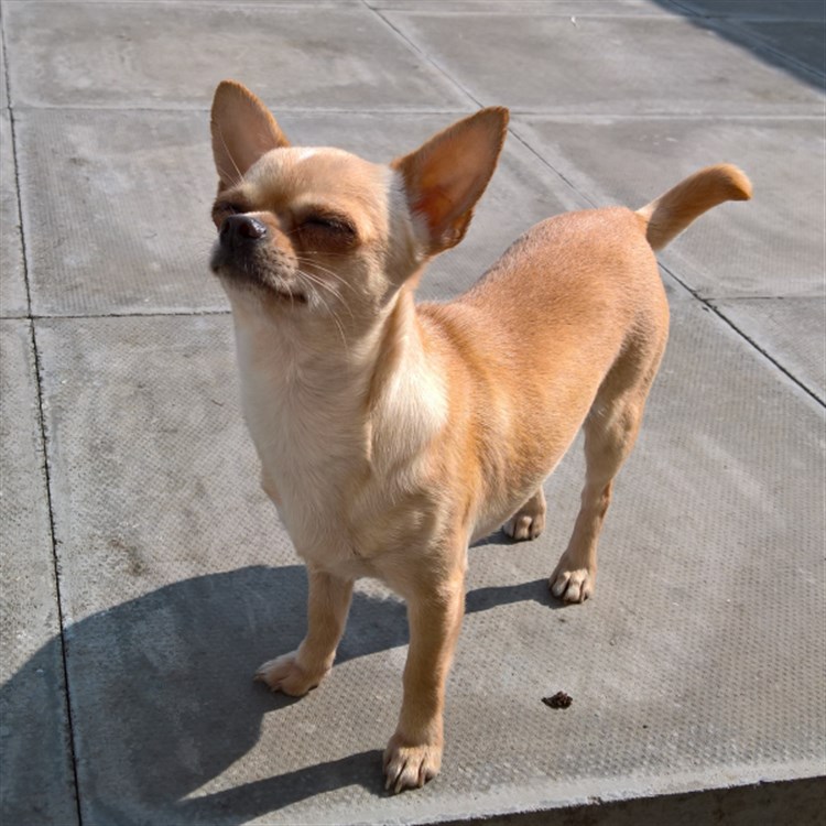 Animal Dog Female Bloodline Chihuahua Adult Short Coat: Clio GlamChi Regally Blonde