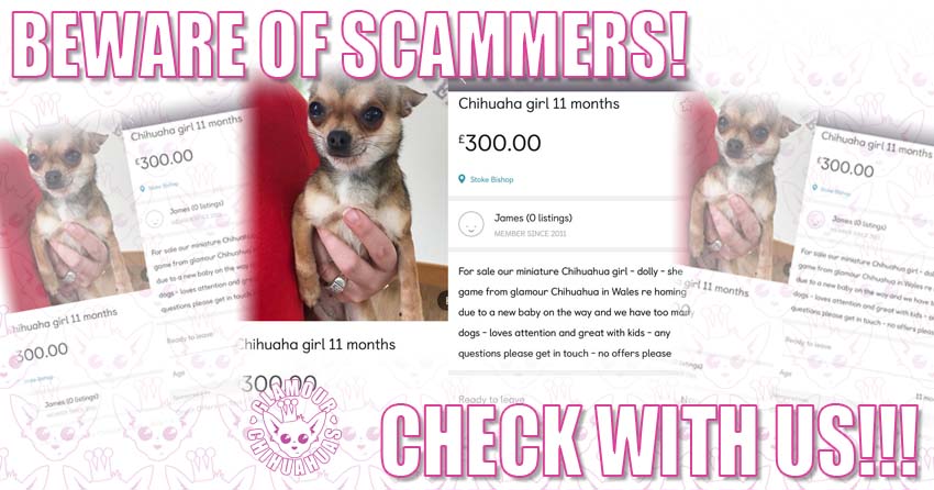 Scammers Passing Dogs Off As Glamour Chihuahuas banner image
