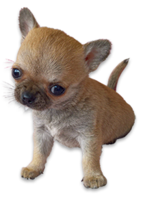 Glamour Chihuahuas - Beautifully Glamorous Chihuahua Furbabies