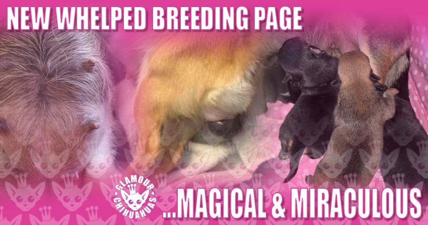 New Whelped Breeding Page banner image