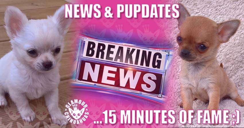Glamour Chihuahuas Glamour Chihuahuas News Pages banner image