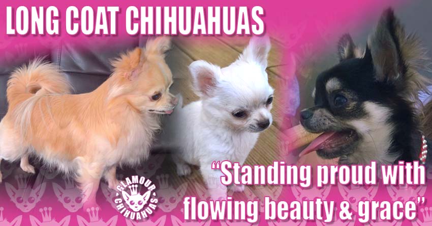 Glamour Chihuahuas Long Coat Glamour Chihuahuas Pets banner image