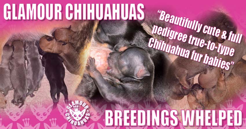Glamour Chihuahuas Whelped at Glamour Chihuahuas banner image