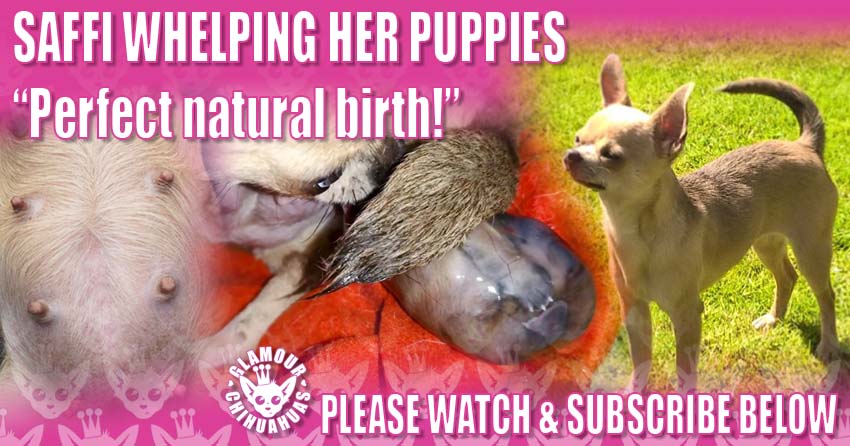 Saffi Naturally Whelping Her Puppies banner image