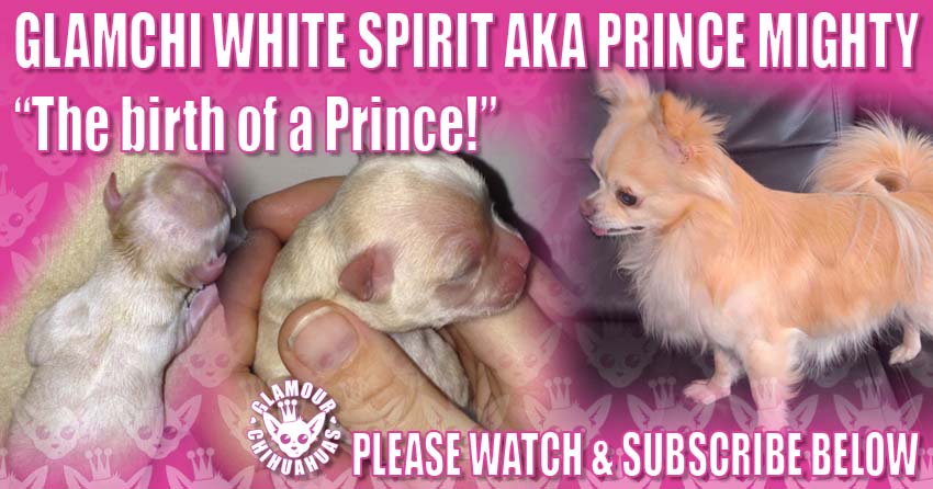 Minnie Puppy Whelp GlamChi White Spirit banner image